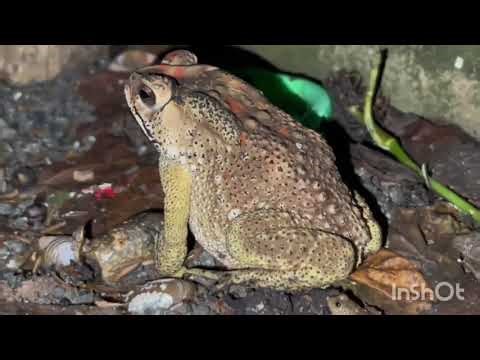 🌙 Tonight Catching Frogs 🐸 | UNBELIEVABLE Adventure in the Dark! 🌧️
