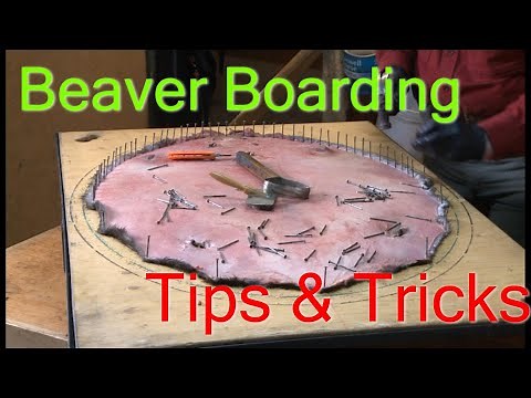 Boarding Beaver Tips & Tricks from Expert Fur Handlers and Graders