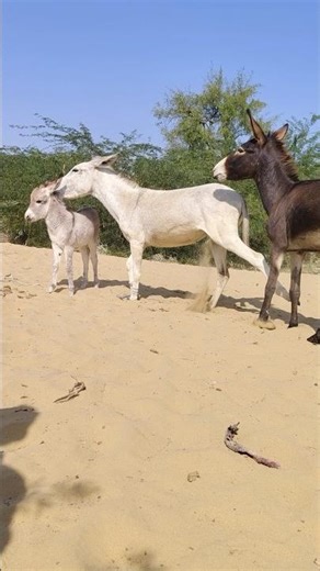 #ghadha #subscribe #youtubevideos