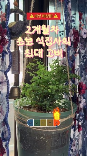 초초보 식집사의 최대 고비 (with 아디안텀 고사리) …입니다!