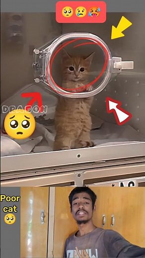 OMG Cat is Crying, please save Her 🥺😭#youtubeshorts #animals #viral #kitten #sad #cat