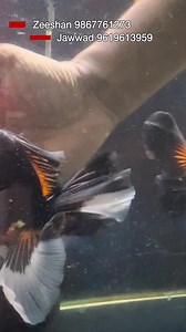 Tri Color Oranda Goldfish at 9.9 India Fish Aquarium Kurla Mumbai | FSA Entertainment