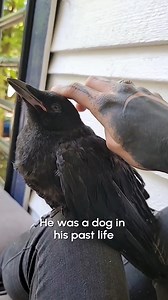 Crows are the puppies of the bird world! 🐦💕🥹 | Try Not to Laugh