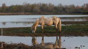 Camargue Wild White Horses on pasture in the wild nature