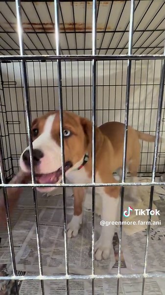 We think all of our rescues are cute, how about you 😉 All dogs featured in this video are available for adoption. Please visit our website for more information greenmorerescue.org #dogrescue #rescue #pennsylvania #chestercountypa #rescuedog #greenmorerescue #shelterdog #dogsoftiktok #puppy #germanshepherd #greatpyrenees #brindle