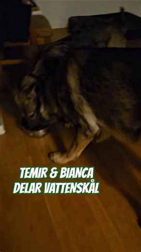 En skål. Två nosar.