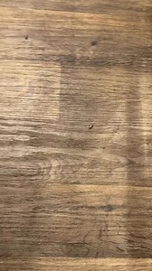 Learn DIY methods and professional solutions to safely manage cockroaches at home. | Retired & Thriving