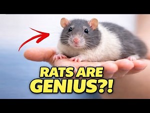 Fancy Rats as Pet – Beginner’s Guide to Caring for a Fancy Rat