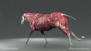 Anatomie vom Pferd! Alle Fakten für gutes Pferdetraining