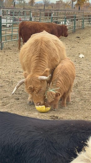 Tequila will be available after weaning in a few weeks. 10k located in Fallon Nevada | 3Point Ranch and Transport LLC