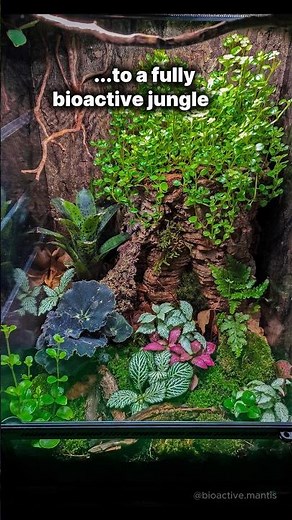 How to Build a Bioactive Praying Mantis Terrarium (Enclosure Upgrade)