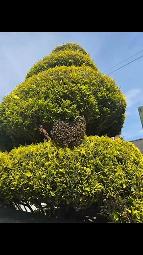 Decorating the kitchen one moment, swarm collecting the next! Successful swarm capture from Greenside Primary school today, off to their temporary home at Gibside 🐝🐝 | Oak Apiary
