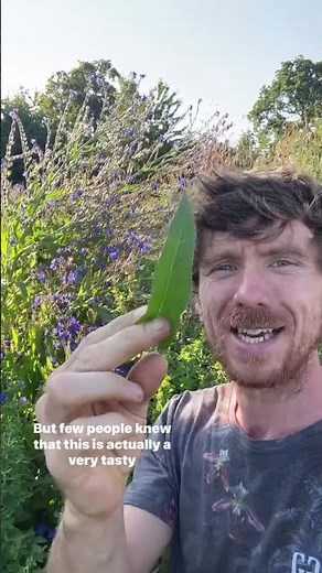 Anchusa azurea - Italian Bugloss. This is one of my favourite perennial vegetables