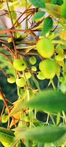 33K views · 914 reactions | Medicinal Trees 101: The Chinaberry | The Weeds and Seeds Guy | Facebook