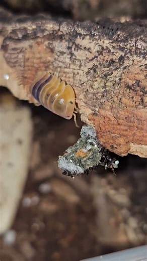 AMBER isopods! #insects #isopods #reptiles #butterfly #ants