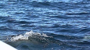 Watch Shark Week Season 2015 Episode 3 - Monster Mako