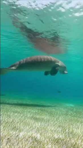 Discover the Secret Life of Dugongs in Stunning Ocean Scenes 🌊
