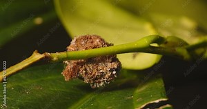 Lacewing larve perfectly camouflaged moves around leaves only visible parts being the legs