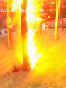 Lightning Strike Causes Tree Explosion in Nashville