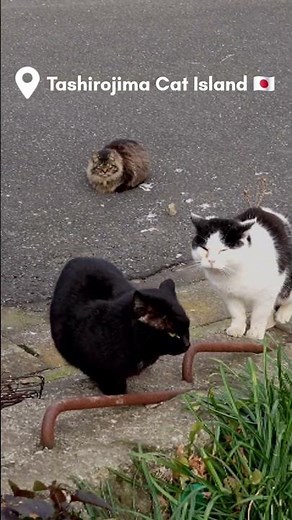 Tashirojima Cat Island, Japan 🇯🇵