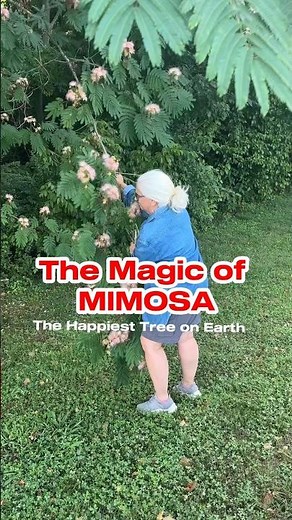 Mimosa Trees: The Happiest Tree on Earth Tincture and Tea #foraging #herbalmedicine #gardening