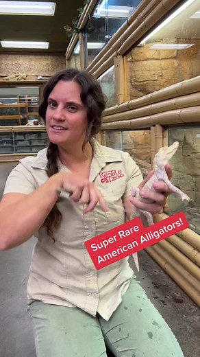 This is our new SUPER RARE American alligator!🐊 we are still trying to pick the right name We need to figure it out soon! #america #allgator #reptile