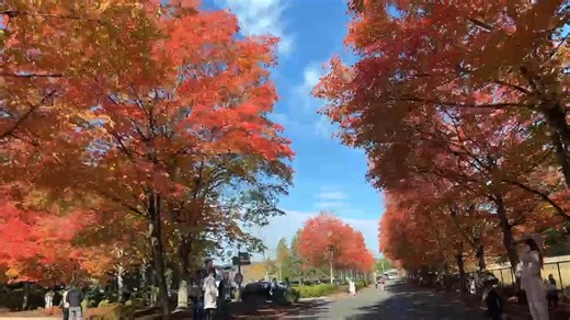 Gene Coulon Beach Park, Renton,WA. Fall is popping! #komonews #sonorthwest #fallcolors #fallleaves | James Joslyn