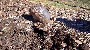 58 reactions | Meet Tank the nine-banded armadillo (Dasypus novemcinctus). We enjoy watching him forage for tasty insects and bugs. Since he lives here at the Reserve you might catch a glimpse of him while out on a hike. Video courtesy: Scott Woodbury. | Shaw Nature Reserve | Facebook