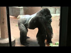Gorilla Growls
