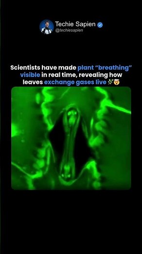 Scientists Can Now Watch Plants Breathe in Real Time 🌿🤯