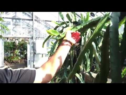 ドラゴンフルーツの作り方！