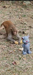 The monkey's funny moments with toy 🤣 . . . . . . . . #MonkeyLife #monkeyfunnny #monkeyfunnymoment | Monkey Life