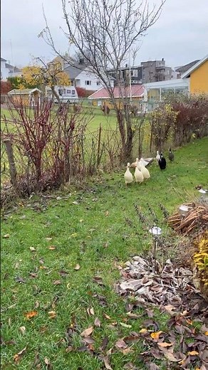 The Ducks come running