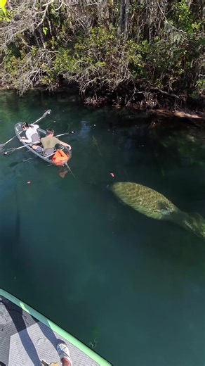 Sometimes the magic happens right beneath you. 🫧 A manatee gliding directly under our clear kayaks, turning a calm paddle into an unforgettable moment. Crystal-clear water. Gentle giants. Views you can only get from a clear kayak. 💙 Clear Kayak Tours • Kayak & SUP Rentals • Water Bikes 📍 1.5 hrs (~85 mi) from Orlando 📍 1 hr (~70 mi) from Tampa 🩵 Manatee Capital of the World 🔗 paddlesoutdoorrentals.com #ClearKayakTours #ManateeSeason #CrystalRiverFlorida #UnderwaterViews #EcoTourism