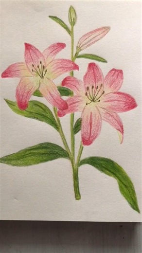 A lily in bloom, quietly graceful #painting #drawing #drawingtutorial
