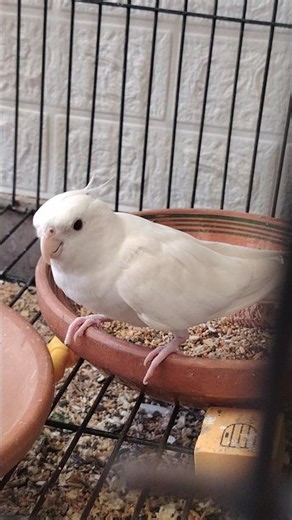 Chicky’s such a cute, happy little soul, always singing away! ✨🦜💖 #cockatielscraze