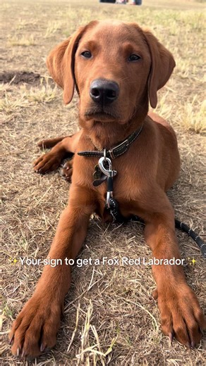 Your sign… get the dog 🐾✨ #yoursign #dog #labrador #labradorretriever #labradorpuppy #foxredlabrador #puppy #foxred