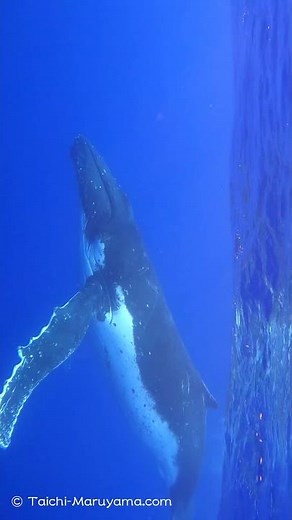 🔊ザトウクジラの歌声！🐳