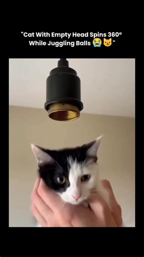 Follow for chocolate 🍫 on Instagram: "This 12-second reel features an insanely cute brindle “milk-cow” cat sitting still while its head spins 360° like a juggler with literally zero thoughts inside — complete with floating balls orbiting the empty brain zone. Fully AI-generated deepfake magic on a real cat clip, looks terrifyingly realistic and stupidly funny at the same time. Posted by a Chinese account with the caption “腦袋是空的” (The head is empty), already exploding with 50M+ views, people los