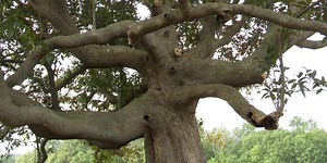 Historians honor one of the oldest known magnolia trees in S.C.