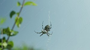 Argiope bruennichi. The predatory wasp spider entangles its prey in a web. Stock Video