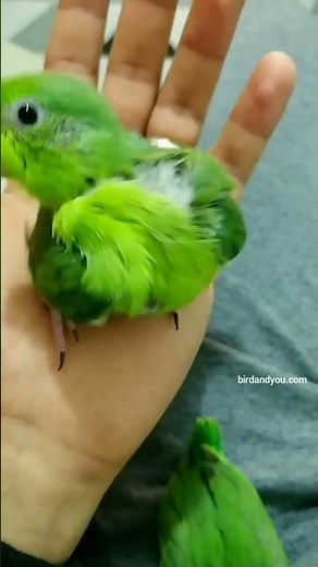 Bébés touis céleste 💚