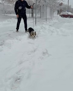 Brady the Tri-Colored Corgi on Reels