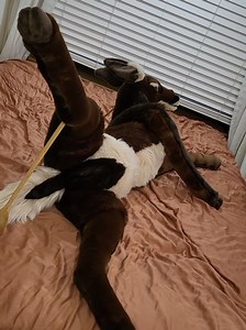 I recently made Deer plushies. I made a life-size doe sewing pattern from scratch using blender and plushify to make the pattern. It's over like 68in long. They are completely innocent plushies, guys. #sewing #plushies #furry #fursona
