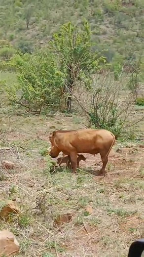 49 reactions | Did you know❓️ The large tusks of a warthog are actually enlarged canine teeth that can grow up to 25cm long! Video by field guide: Thato Kgosi Book your safari experience  https://mankwegametrackers.co.za/things-to-do/game-drives-bush-walks/ #YourAdventureStartsHere #AdventureAwaits #safarigamedrive #Warthog | Mankwe GAMETRACKERS | Facebook