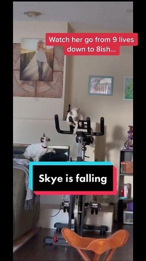 Clumsy Skye: Watch These Fun Kittens Almost Fall!