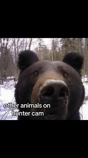 Understanding Puma Behavior Through Hunter Cameras