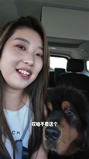 这个办法怎么样哈哈哈哈哈【藏獒加布】 #dog #pets #加布 #萌宠 #藏獒 #宠物 #狗狗 #可爱 #shorts