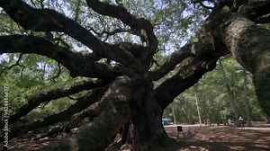 Southern Live Oak or Angel Oak Tree, Johns Island, Charleston, South Carolina, USA, North America Stock Video