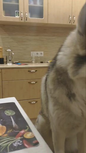 #mango #huskie #husky #dog #horror #jaws #scary #video #top